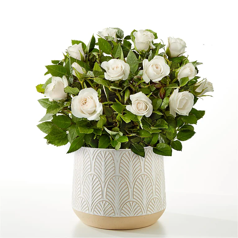 Pure And True White Roses - FTD