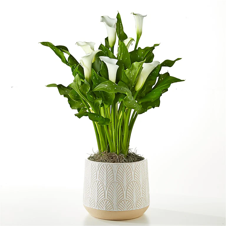 Witte Calla Classic White Calla Lily - FTD